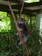 Koala im Australia Zoo